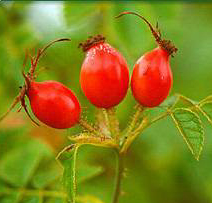 Rosa mosqueta, rosa rubiginosa affinis